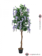 Vistárie fialová, 150 cm