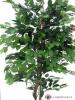 Fikus-Benjamin, výška 150 cm
