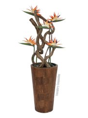 Strelície oranžová, 95 cm