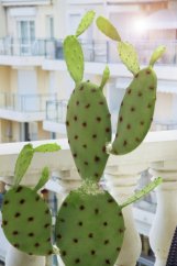Europalms kaktus Nopal, umělá rostlina, 75cm