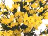 Forsythia se 4 kmeny, žlutá, 120 cm