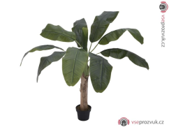 Banánovník, 100 cm