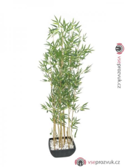 Bambus v černém květináči, 150 cm