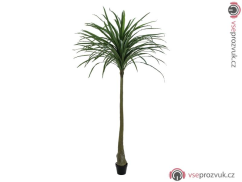 Dracena zelená, 220 cm