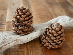 Liana Cipo Rosca přírodní, suchá, délka 70cm