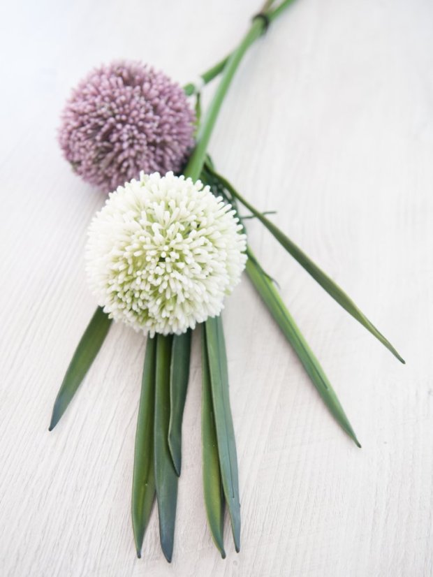 Allium krémová, 55 cm