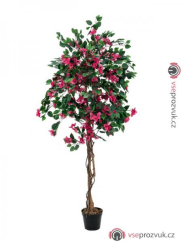 Bougainvillea červená, 150 cm