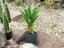 Agave kaktus s květináčem, 75 cm