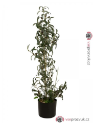 Olivovník s plody, 104 cm