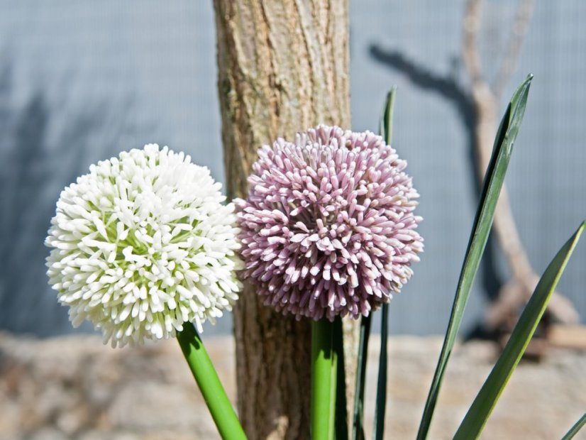 Allium krémová, 55 cm