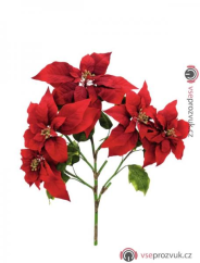 Vánoční hvězda keřík, červený, 60 cm