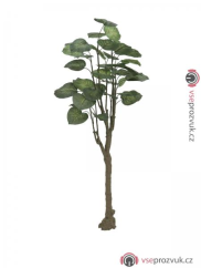 Pothos stromek, 150cm