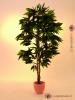 Strom Mango, 180 cm