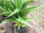 Agave kaktus s květináčem, 75 cm