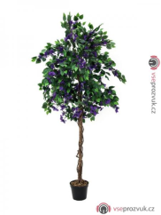 Bougainvillea fialová, 150 cm