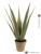 Aloe-Vera rostlina, 60 cm
