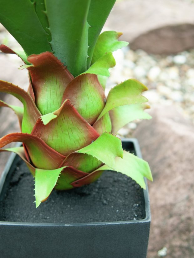 Agave kaktus s květináčem, 75 cm