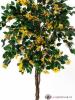 Bougainvillea žlutá, 150 cm