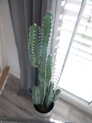 Mexický kaktus zelený, 123 cm