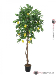 Citrusovník 180 cm