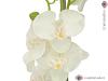 Orchidej se smetanovými květy, 80 cm