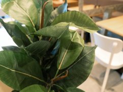 Kaučukovník, 120 cm