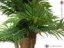 Areca palma, 140 cm