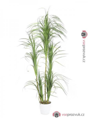 Dracena keř v bílém květináči, 215 cm