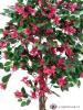 Bougainvillea červená, 180 cm