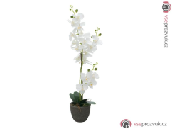 Orchidej s bílými květy, 80 cm