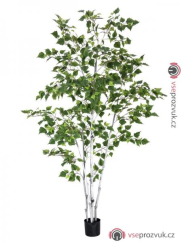 Bříza, 210 cm