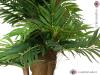 Areca palma, 140 cm
