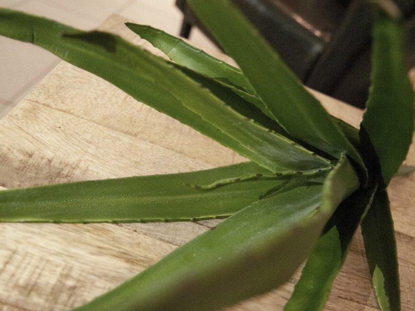 Aloe vera zelená, 50 cm