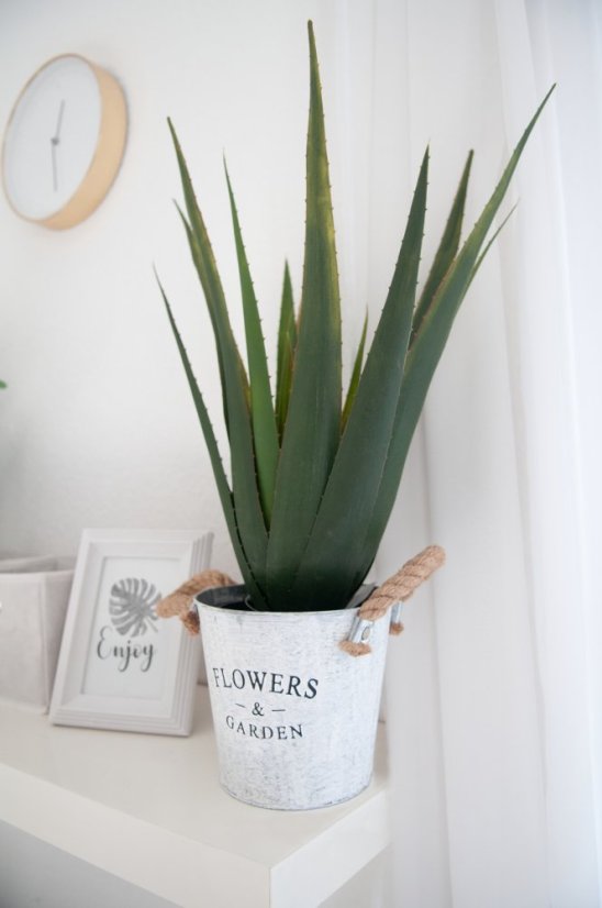 Aloe-Vera rostlina, 60 cm