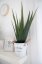 Aloe-Vera rostlina, 60 cm