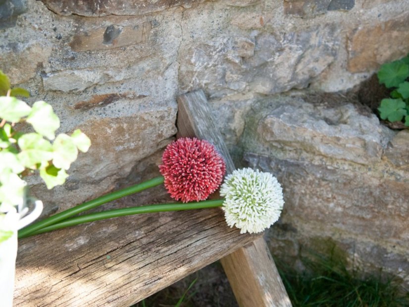 Allium červená, 55 cm