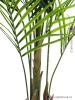 Areca palma s velkými listy, 165 cm