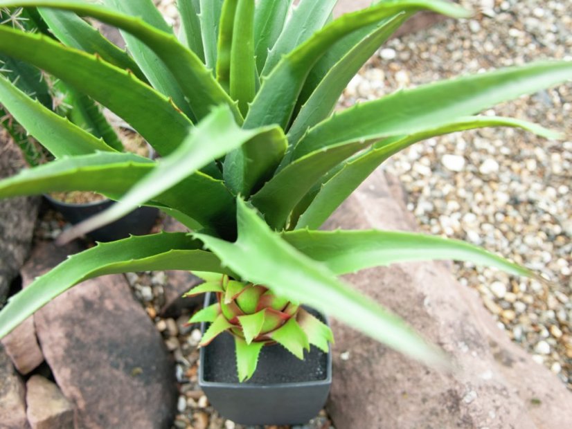 Agave kaktus s květináčem, 75 cm