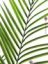 Areca palma s velkými listy, 165 cm
