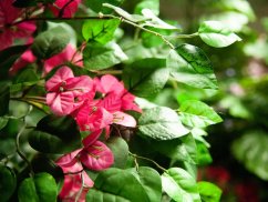 Bougainvillea červená, 150 cm