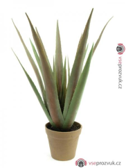 Aloe-Vera rostlina, 60 cm