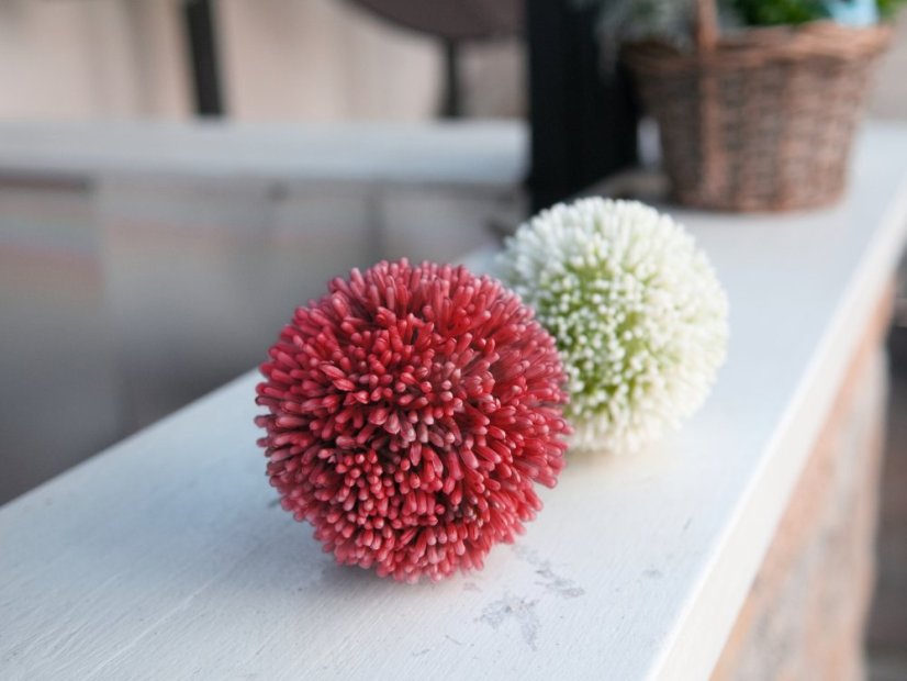 Allium červená, 55 cm