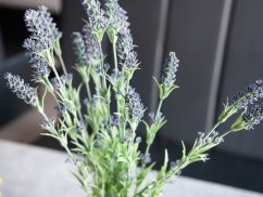 Lavendule keřík 61cm