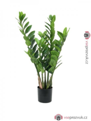 Zamifolia kaktus, 70cm