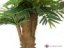 Areca palma, 140 cm
