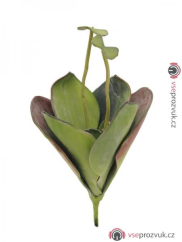 Leknín zelený, zavřený, 45 cm