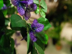 Bougainvillea fialová, 150 cm