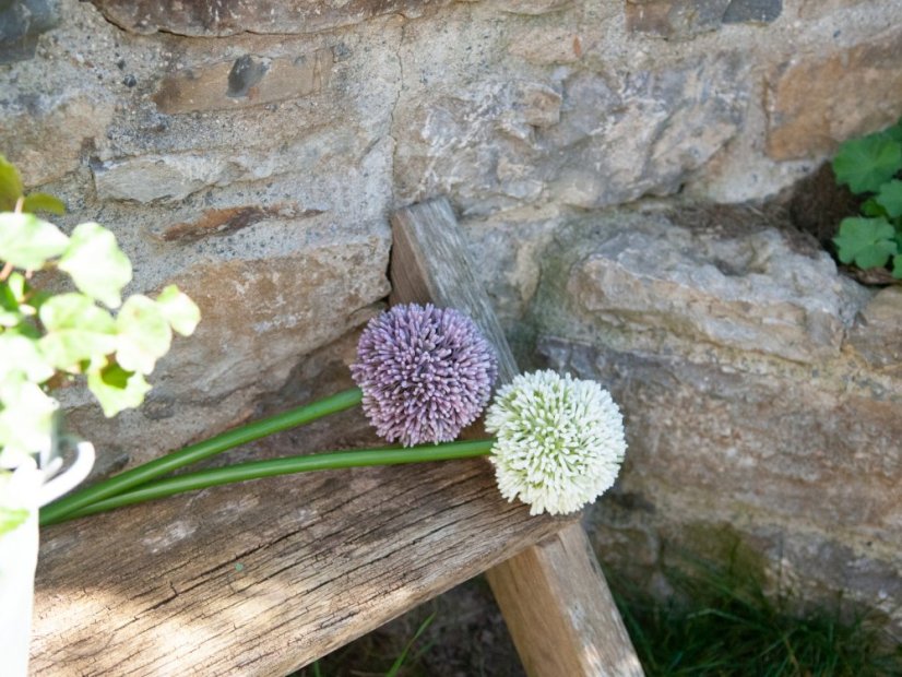 Allium krémová, 55 cm