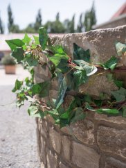 Girlanda z břečťanu, zelená, 350 cm