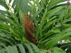 Areca palma, 140 cm